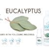Beautiful Aromas Eucalyptus Concentrates
